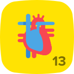 Level 13 in Anatomy & Physiology